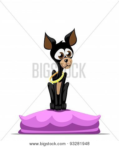 Chihuahua