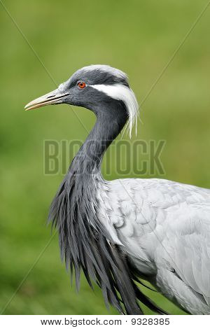 Demoiselle Crane