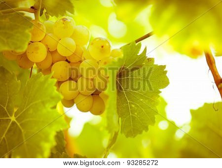 Riesling - green, white grape