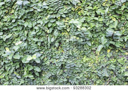 wall tree