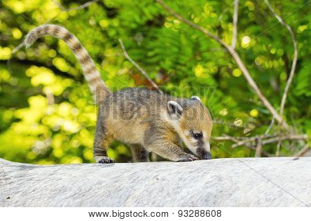 South American Coati (nasua Nasua) Baby