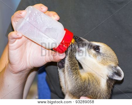 South American Coati (nasua Nasua) Baby