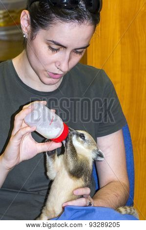 South American Coati (nasua Nasua) Baby