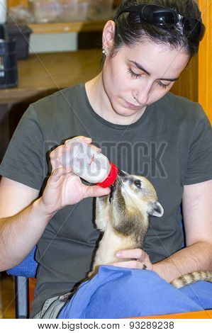 South American Coati (nasua Nasua) Baby