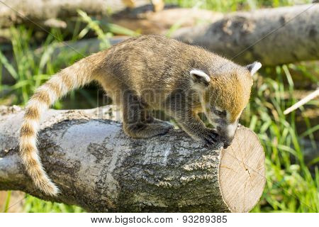 South American Coati (nasua Nasua) Baby