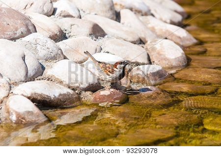 House Sparrow
