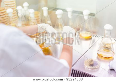 Life science researcher grafting bacteria.