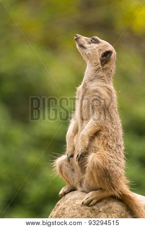 Slender-tailed Meerkat Sitting On Rock Looking Up