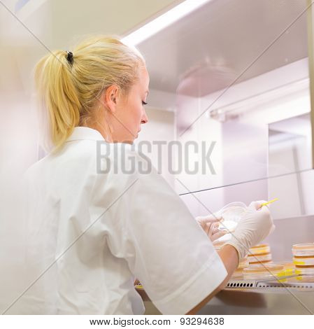 Life science researcher grafting bacteria.
