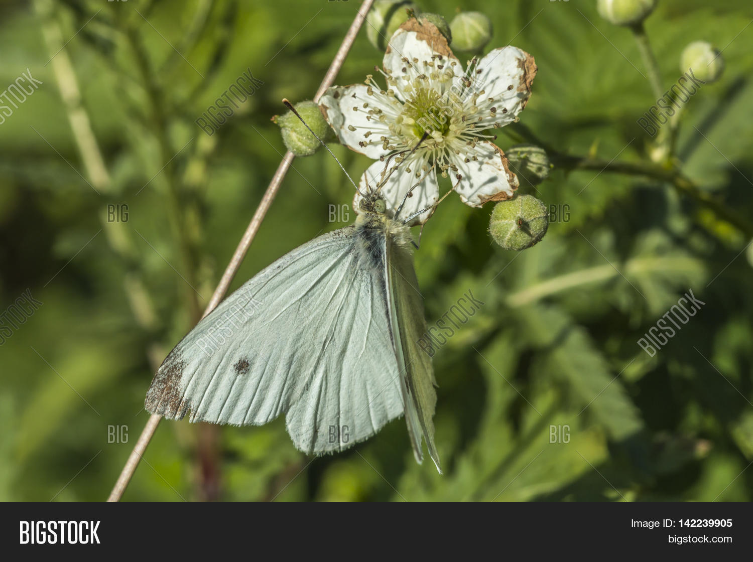 Cabbage Butterfly ( Image & Photo (Free Trial) Bigstock