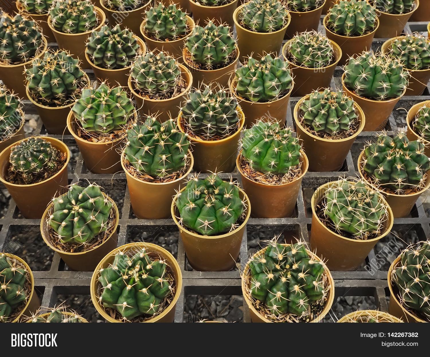 Beautiful Green Cactus Image & Photo (Free Trial) Bigstock