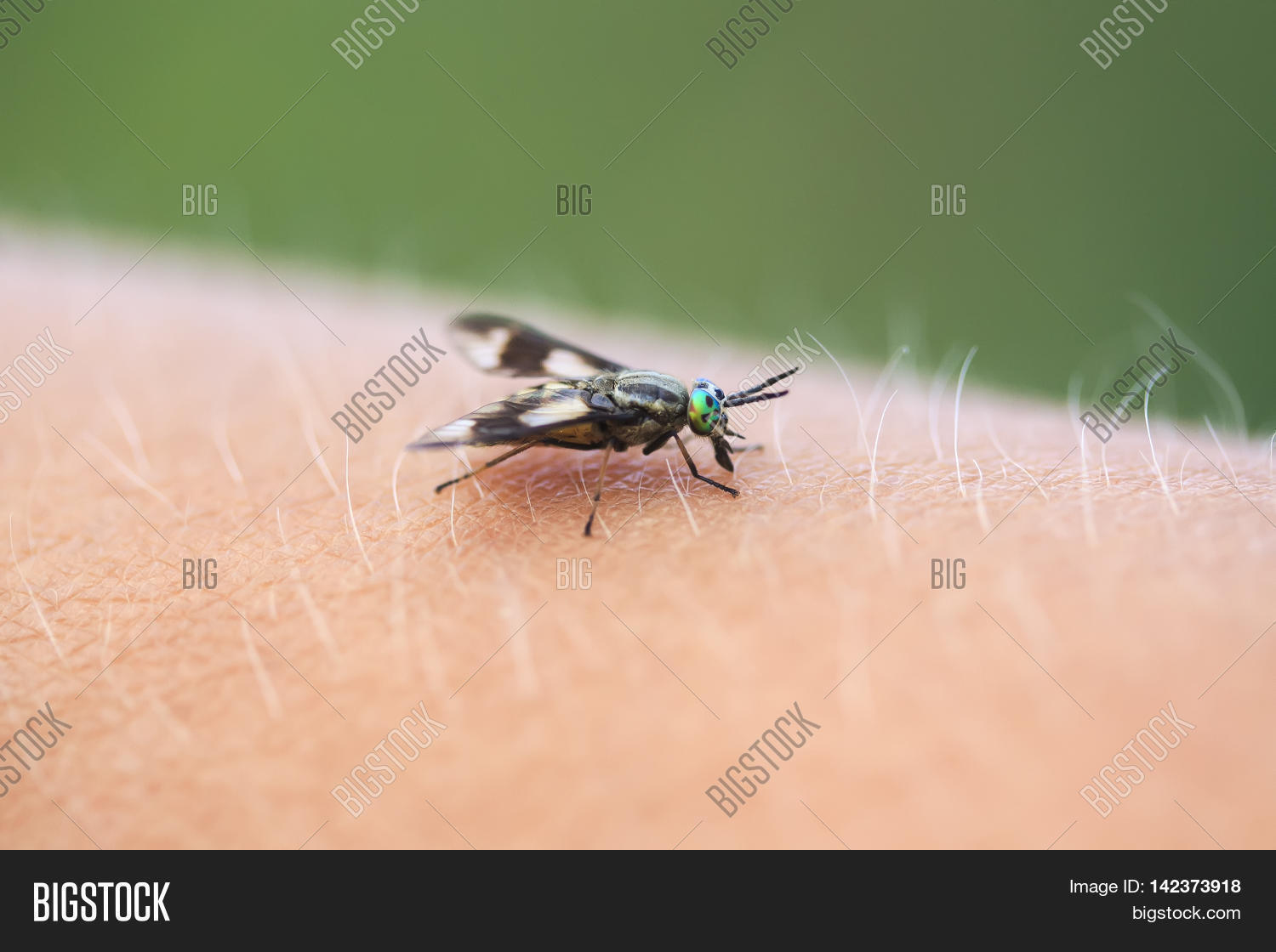 Gadfly - an insect attacking animals and humans. What to do when biting gadfly 34 Gadfly - an insect attacking animals and humans. What to do when biting gadfly 51
