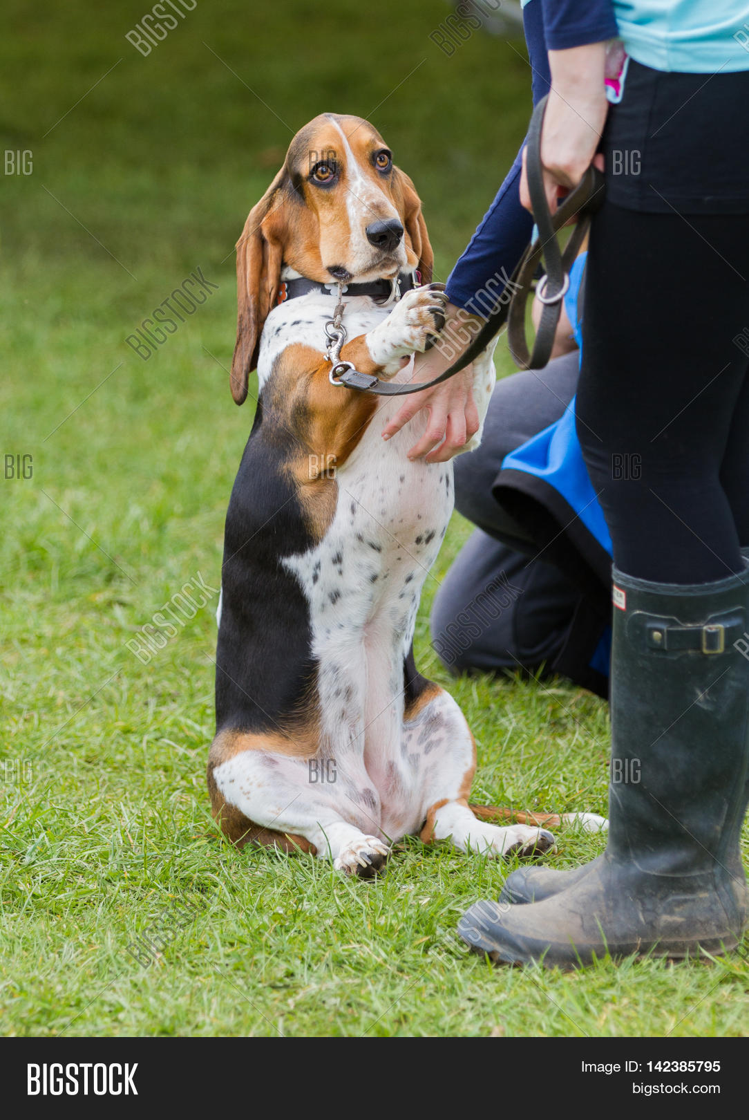 Bassett Hound Dog Sits Image & Photo (Free Trial) Bigstock