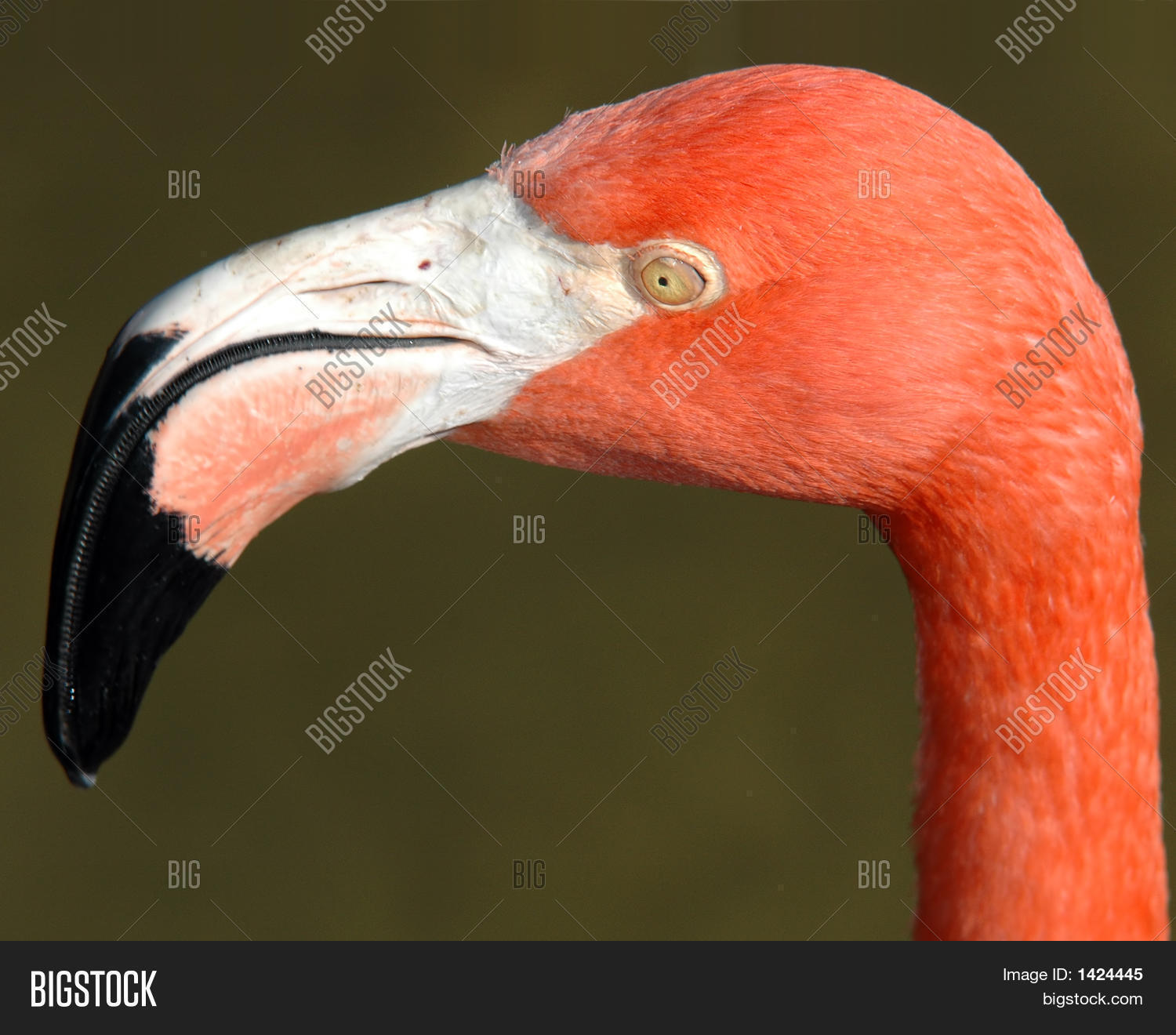 Flamingo Face Image & Photo (Free Trial) | Bigstock