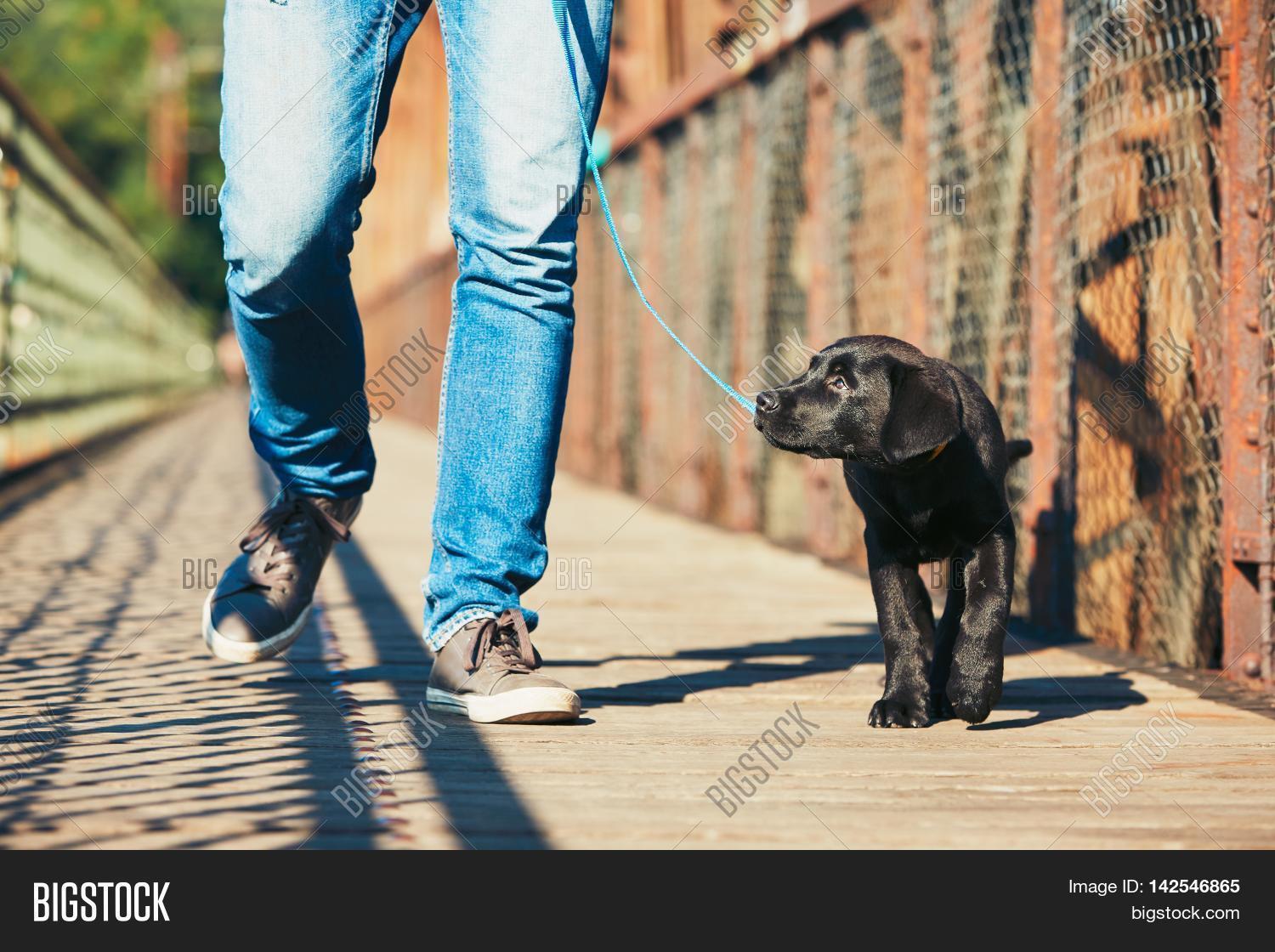 Morning Walk Dog Image & Photo (Free Trial) Bigstock