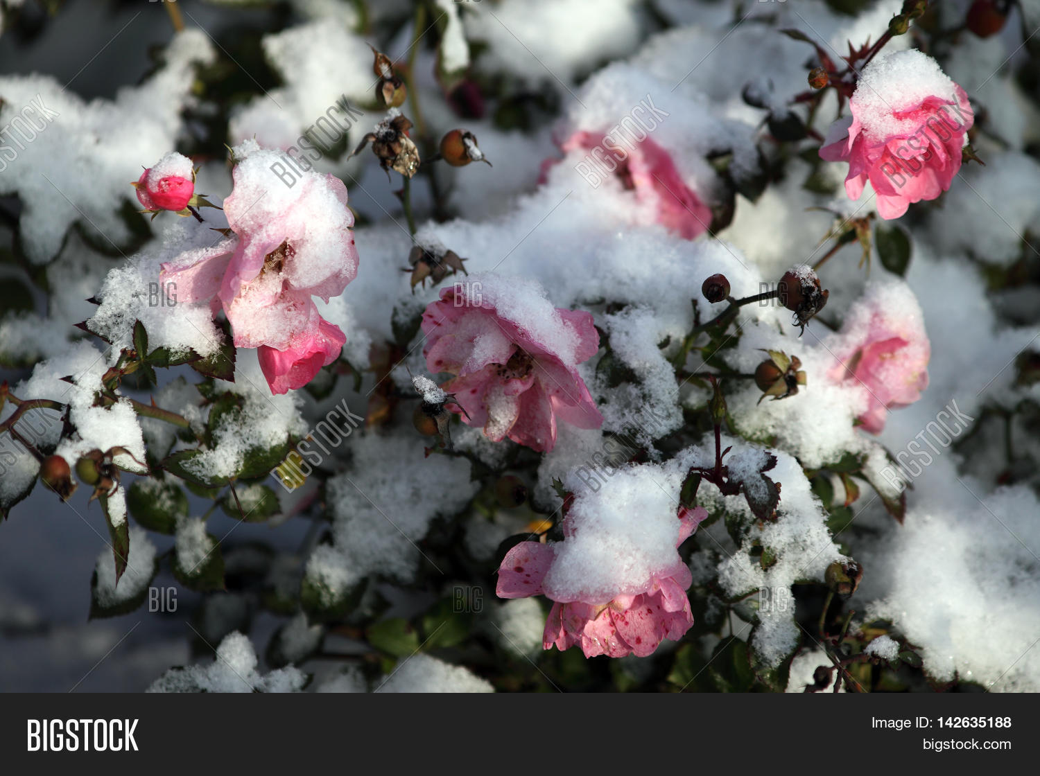 Pink Rose Snow. Snow Image & Photo (Free Trial) Bigstock