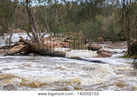 Fallen tree with large roots and white water foam in the Bell Rapids of the Swan and Avon River intersection in the Swan Valley in Western Australia.