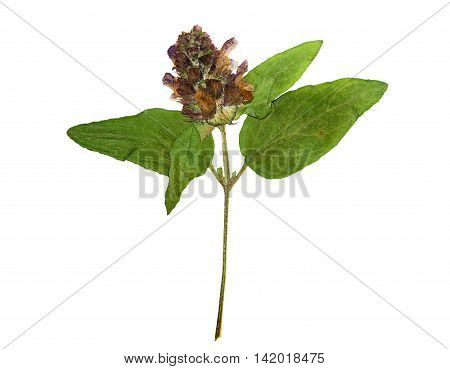 Pressed and dried flowers on stalk Prunella vulgaris. Isolated on white background. For use in scrapbooking floristry (oshibana) or herbarium.