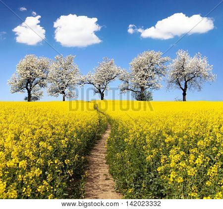 Rapeseed field with parhway and alley of flowering cherry trees - Brassica Napus - plant for green energy and oil industry