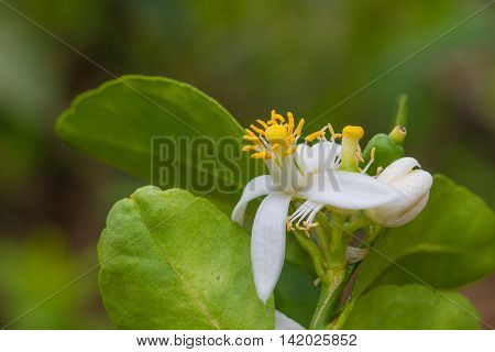 Flower Of Bergamot Fruits On Tree