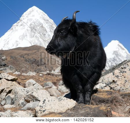 Yaks on the way to Everest base camp and mount Pumo ri - Nepal