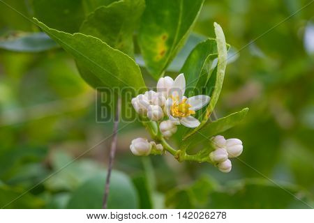 Flower of bergamot fruits on tree in garden