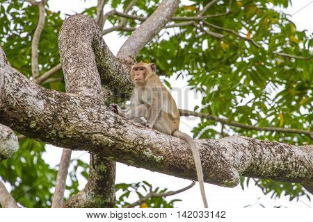 Close Up Monkey On Tree