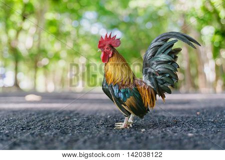 close up portrait of bantam chicken poultry