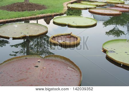 Peaceful water pound with floating Water Lily