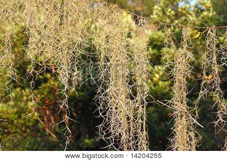 Španělský mech (Tillandsia usneoides)
