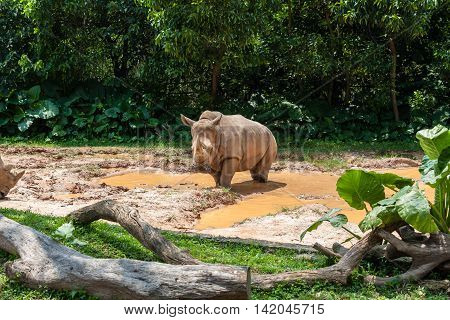 African White Rhino enjoying bath and sun