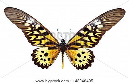 Giant African Swallowtail, Papilio Antimachus, isolated on white