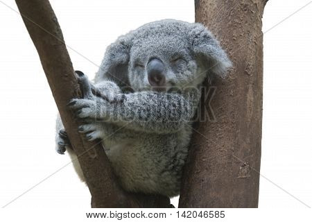koala smiling resting and sleeping on his tree