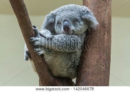 koala resting and sleeping on his tree