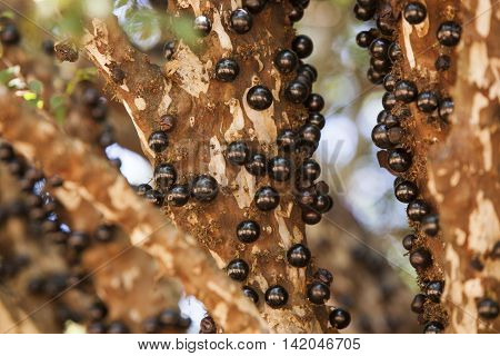 Tree Full Of Jabuticabas.