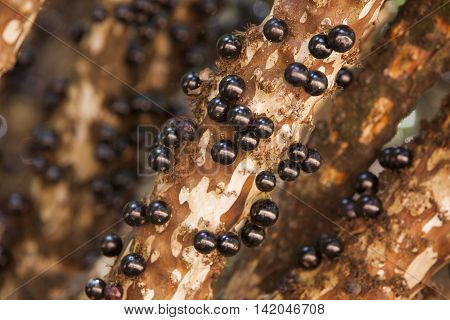 Tree Full Of Jabuticabas.