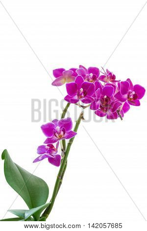 small Flowers pink phalaenopsis orchid on a branch isolated