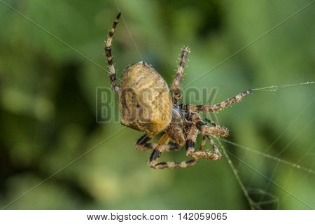 spider in his web on the dusty window