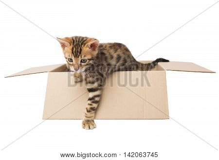 Bengal kitten gets out of the box