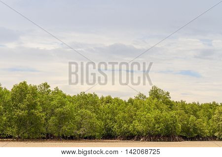 Mangroves Tree Or Shrub That Grows In Chiefly Tropical Coastal Swamps That Are Flooded At High Tide In Prasae Rayong Province Thailand.