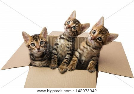 Bengal kittens in a cardboard box, on a white background