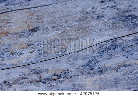 The structure of the tree trunk to be used as texture