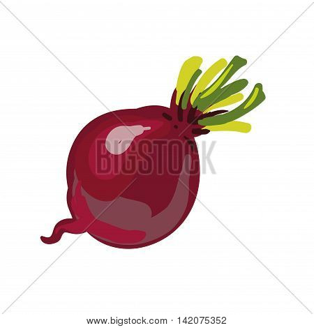 Red beetroot whole isolated on white background. Vector Illustration.