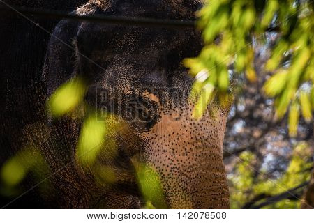 Spotted Elephant Closed Eye Hidden Behind Green Leaves Daytime