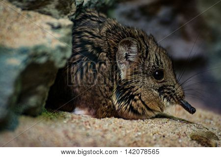 Small Rodent Sand Glass Cage Laying Ground Rock