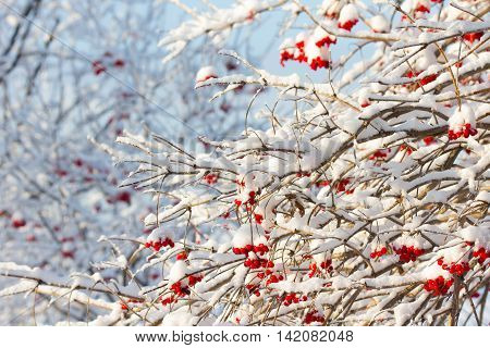 red viburnum in the snow after a snow storm. Kalina covered with a thick layer of snow