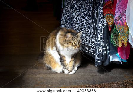 beautiful cat observes the people passing in front of an entrance of a shop in istanbul
