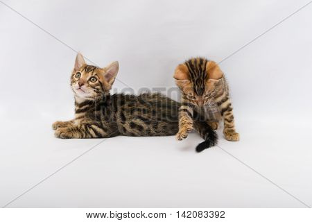 Bengal kittens playing, on a white background