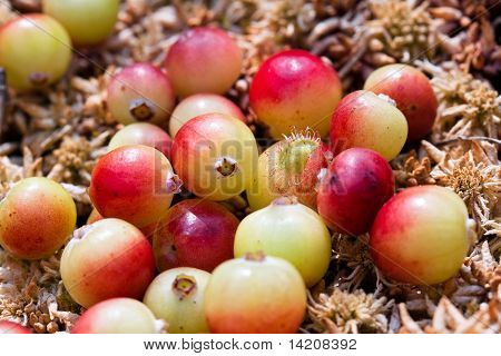 Wild Cranberries groeien In Bog, herfst oogsten