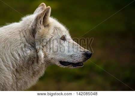 Concentration of wolves while hunting for food